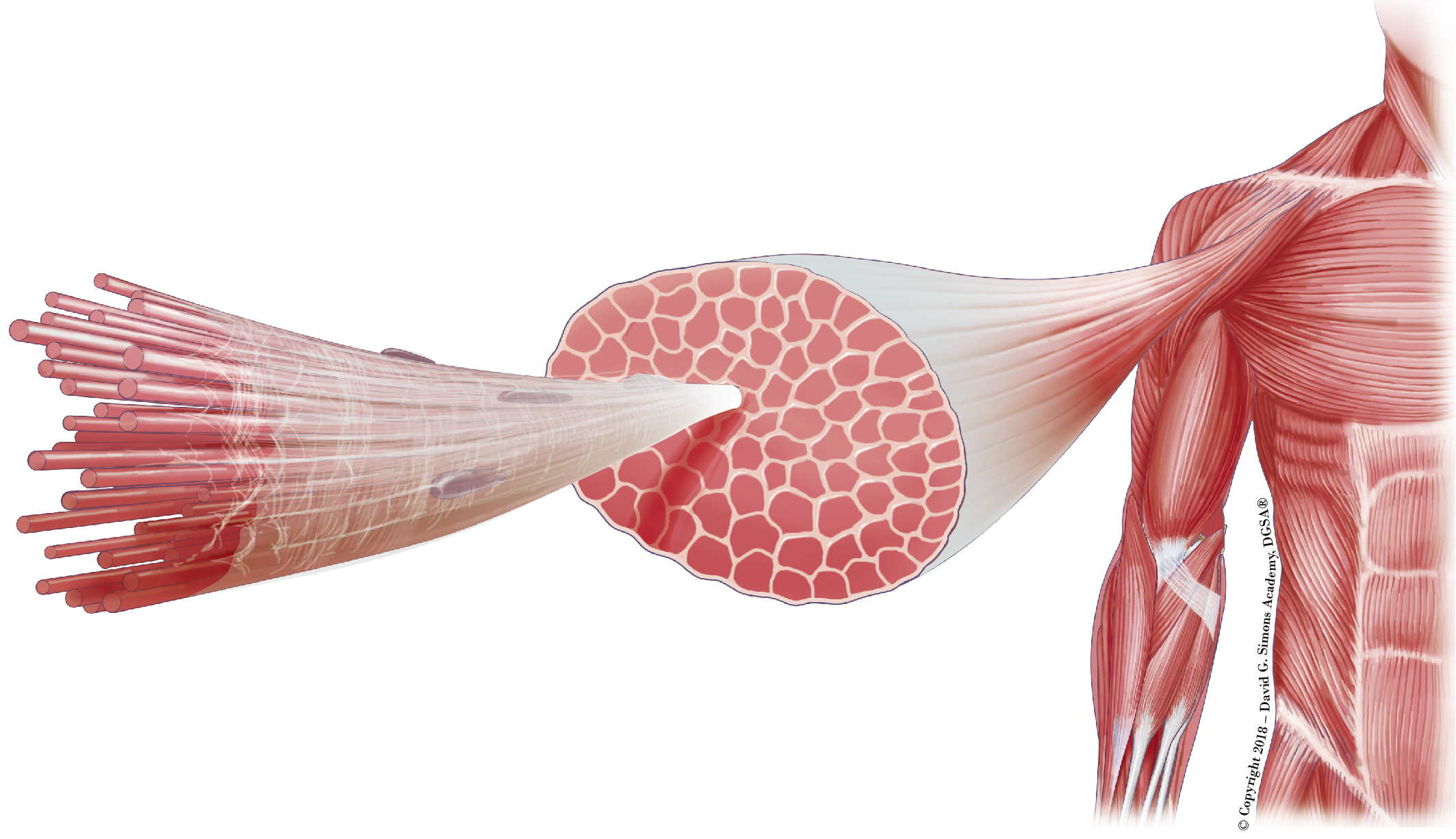 Muscle connective tissue